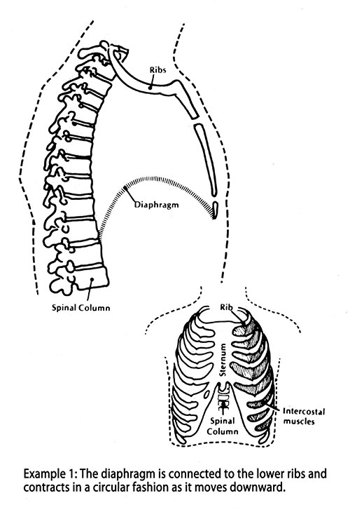 intercostal-muscles